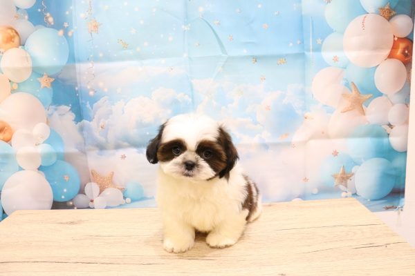 愛知県のシーズー (ペットショッププチマリア 一宮イオンモール木曽川キリオ店/2026年7月25日生まれ/男の子/ホワイトゴールド)の子犬の2枚目の画像