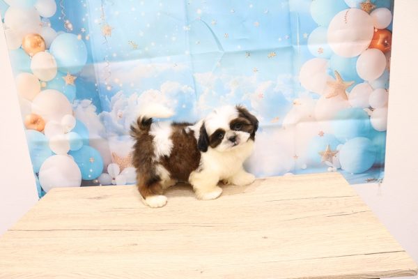 愛知県のシーズー (ペットショッププチマリア 一宮イオンモール木曽川キリオ店/2026年7月25日生まれ/男の子/ホワイトゴールド)の子犬の4枚目の画像