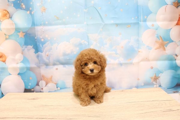 愛知県のトイプードル(トイ) (ペットショッププチマリア 一宮イオンモール木曽川キリオ店/2026年7月25日生まれ/男の子/レッド)の子犬の2枚目の画像