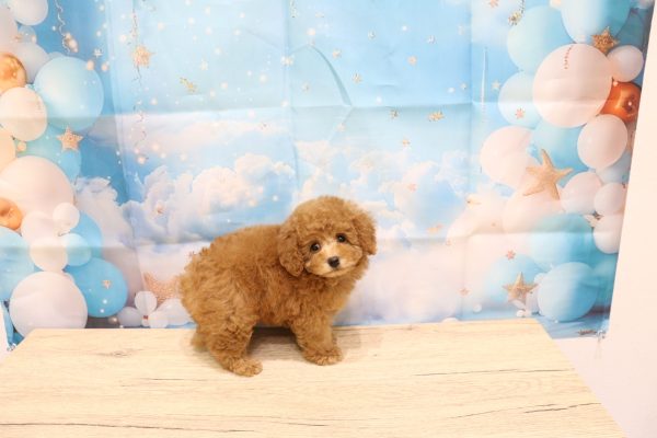愛知県のトイプードル(トイ) (ペットショッププチマリア 一宮イオンモール木曽川キリオ店/2026年7月25日生まれ/男の子/レッド)の子犬の4枚目の画像
