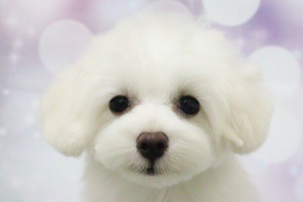 ミックス（ハーフ犬）