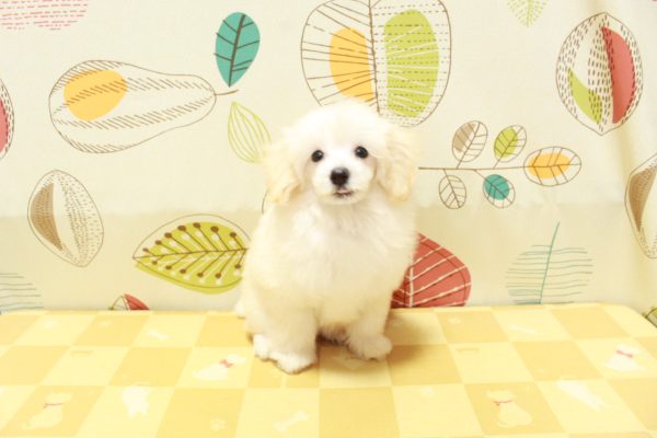 東京都のトイプードル(トイ) (ペットショッププチマリア 町田多摩境店/2026年6月21日生まれ/女の子/ホワイト)の子犬の2枚目の画像