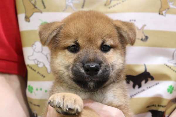 柴犬