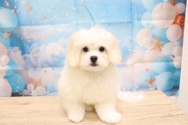 愛知県のペキプー(ペキニーズ×プードル) (ペットショッププチマリア 一宮イオンモール木曽川キリオ店/2026年5月4日生まれ/女の子/クリームホワイト)の子犬の2枚目の画像