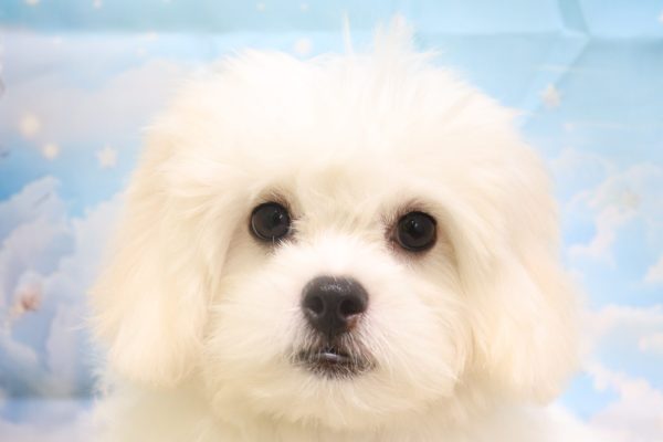 愛知県のペキプー(ペキニーズ×プードル) (ペットショッププチマリア 一宮イオンモール木曽川キリオ店/2026年5月4日生まれ/女の子/クリームホワイト)の子犬の1枚目の画像