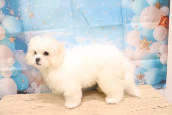 愛知県のペキプー(ペキニーズ×プードル) (ペットショッププチマリア 一宮イオンモール木曽川キリオ店/2026年5月4日生まれ/女の子/クリームホワイト)の子犬の3枚目の画像
