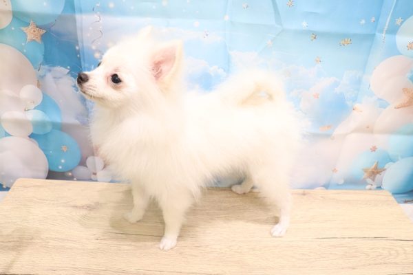 愛知県のポメラニアン (ペットショッププチマリア 一宮イオンモール木曽川キリオ店/2026年5月10日生まれ/女の子/クリーム)の子犬の3枚目の画像