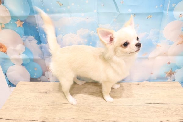 愛知県のチワワ(ロング) (ペットショッププチマリア 一宮イオンモール木曽川キリオ店/2026年4月25日生まれ/男の子/クリームホワイト)の子犬の4枚目の画像
