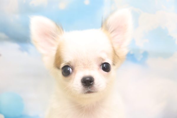 愛知県のチワワ(ロング) (ペットショッププチマリア 一宮イオンモール木曽川キリオ店/2026年7月8日生まれ/女の子/ホワイトフォーン)の子犬の1枚目の画像