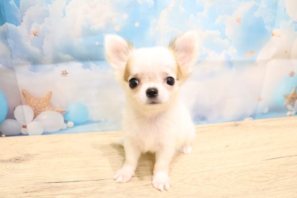 愛知県のチワワ(ロング) (ペットショッププチマリア 一宮イオンモール木曽川キリオ店/2026年7月8日生まれ/女の子/ホワイトフォーン)の子犬の2枚目の画像