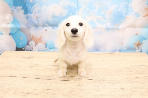 愛知県のミニチュアダックスフンド(ロング) (ペットショッププチマリア 一宮イオンモール木曽川キリオ店/2026年7月4日生まれ/男の子/イエロー)の子犬の2枚目の画像