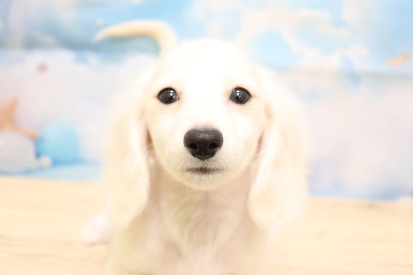 愛知県のミニチュアダックスフンド(ロング) (ペットショッププチマリア 一宮イオンモール木曽川キリオ店/2026年7月4日生まれ/男の子/イエロー)の子犬の1枚目の画像