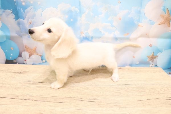 愛知県のミニチュアダックスフンド(ロング) (ペットショッププチマリア 一宮イオンモール木曽川キリオ店/2026年7月4日生まれ/男の子/イエロー)の子犬の3枚目の画像