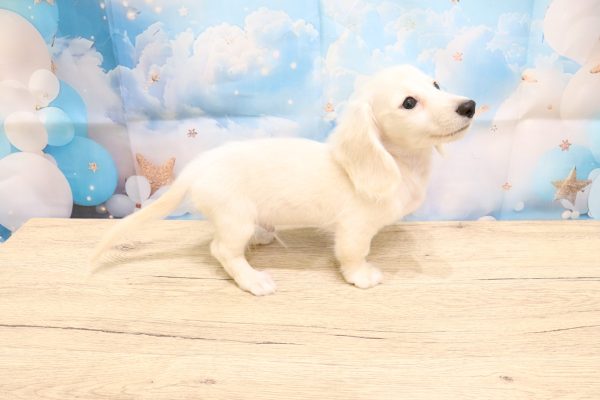 愛知県のミニチュアダックスフンド(ロング) (ペットショッププチマリア 一宮イオンモール木曽川キリオ店/2026年7月4日生まれ/男の子/イエロー)の子犬の4枚目の画像