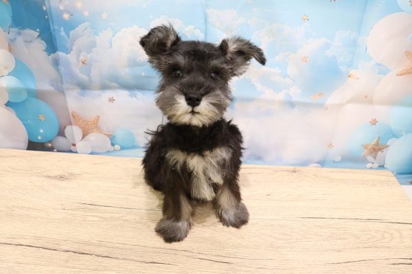 愛知県のミニチュアシュナウザー (ペットショッププチマリア 一宮イオンモール木曽川キリオ店/2026年7月8日生まれ/女の子/ソルトペッパー)の子犬の2枚目の画像