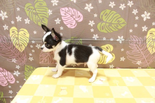 東京都のチワワ(ロング) (ペットショッププチマリア 町田多摩境店/2026年7月4日生まれ/男の子/ホワイトブラックタン)の子犬の3枚目の画像