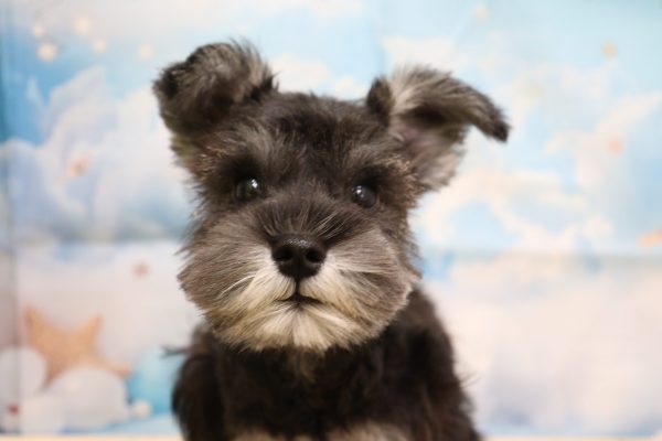愛知県のミニチュアシュナウザー (ペットショッププチマリア 一宮イオンモール木曽川キリオ店/2026年7月8日生まれ/女の子/ソルトペッパー)の子犬の1枚目の画像