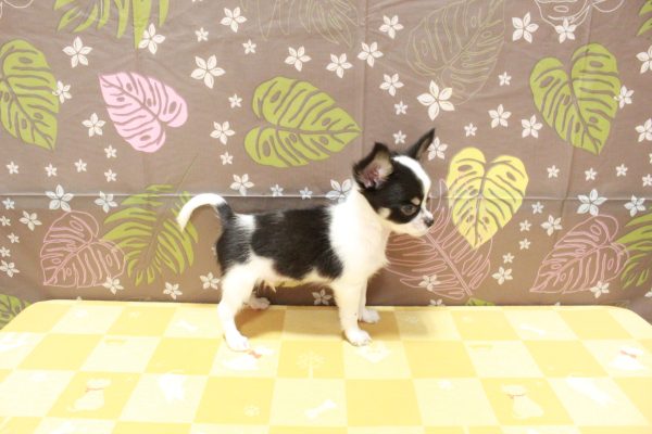 東京都のチワワ(ロング) (ペットショッププチマリア 町田多摩境店/2026年7月4日生まれ/男の子/ホワイトブラックタン)の子犬の4枚目の画像