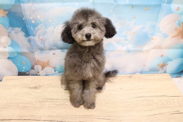 愛知県のトイプードル(トイ) (ペットショッププチマリア 一宮イオンモール木曽川キリオ店/2026年5月12日生まれ/女の子/グレー)の子犬の2枚目の画像
