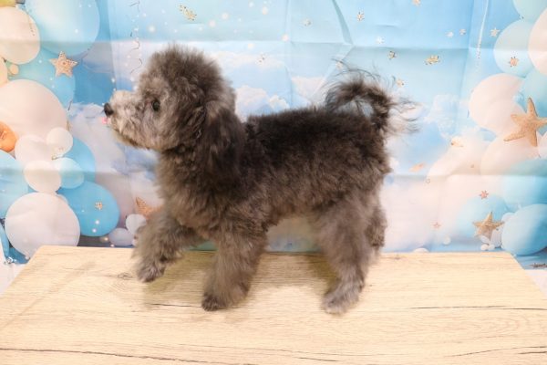 愛知県のトイプードル(トイ) (ペットショッププチマリア 一宮イオンモール木曽川キリオ店/2026年5月12日生まれ/女の子/グレー)の子犬の3枚目の画像