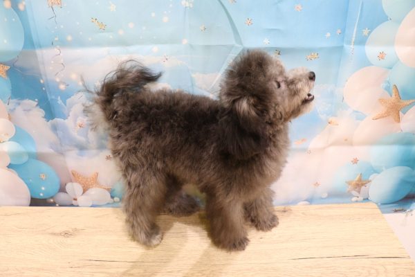 愛知県のトイプードル(トイ) (ペットショッププチマリア 一宮イオンモール木曽川キリオ店/2026年5月12日生まれ/女の子/グレー)の子犬の4枚目の画像