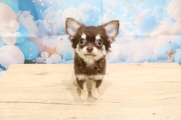 愛知県のチワワ(ロング) (ペットショッププチマリア 一宮イオンモール木曽川キリオ店/2026年7月5日生まれ/女の子/チョコレートクリーム)の子犬の2枚目の画像