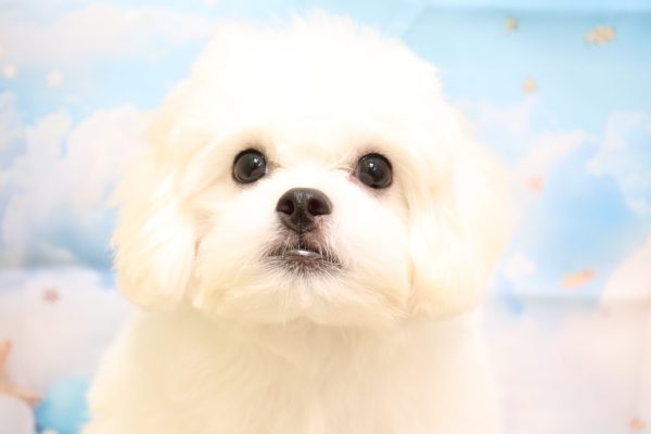ミックス（ハーフ犬）