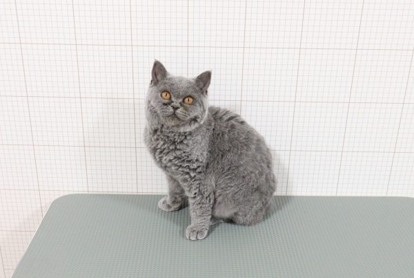 岐阜県のセルカークレックス (ペットショッププチマリア 岐阜羽島店/2026年4月3日生まれ/女の子/ブルー)の子猫の4枚目の画像