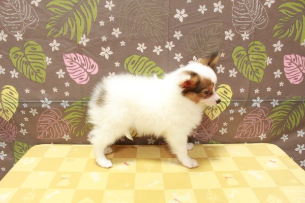 東京都のパピヨン (ペットショッププチマリア 町田多摩境店/2026年7月9日生まれ/女の子/ホワイトブラウン)の子犬の4枚目の画像