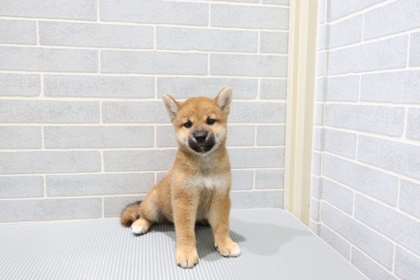 岐阜県の柴犬(標準サイズ) (ペットショッププチマリア 岐阜羽島店/2026年7月19日生まれ/男の子/赤)の子犬の3枚目の画像