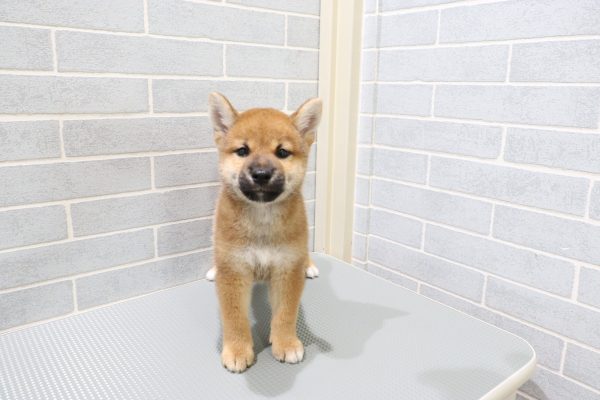 岐阜県の柴犬(標準サイズ) (ペットショッププチマリア 岐阜羽島店/2026年7月19日生まれ/男の子/赤)の子犬の2枚目の画像
