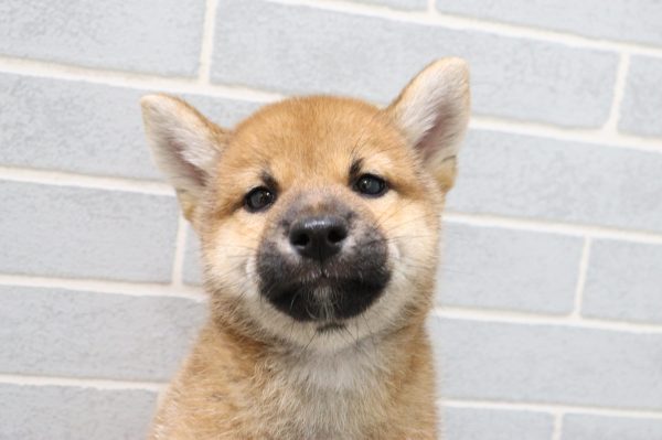 岐阜県の柴犬(標準サイズ) (ペットショッププチマリア 岐阜羽島店/2026年7月19日生まれ/男の子/赤)の子犬の1枚目の画像