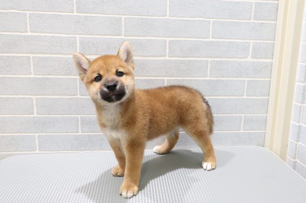 岐阜県の柴犬(標準サイズ) (ペットショッププチマリア 岐阜羽島店/2026年7月19日生まれ/男の子/赤)の子犬の4枚目の画像