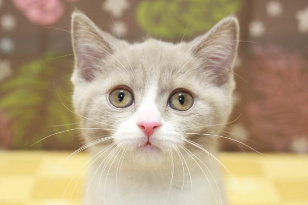 ブリティッシュ