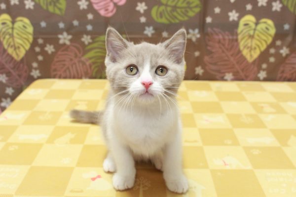 東京都のブリティッシュショートヘアー (ペットショッププチマリア 町田多摩境店/2026年7月6日生まれ/女の子/ライラックホワイト)の子猫の2枚目の画像