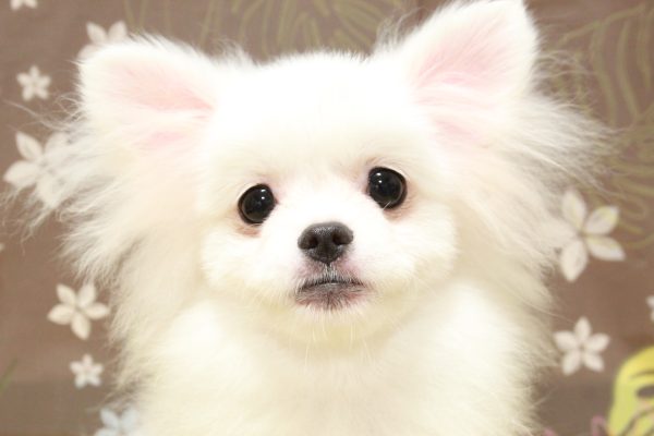 ミックス（ハーフ犬）