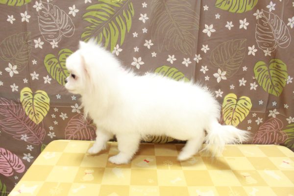 東京都のペキポメ/ポメペキ(ペキニーズ×ポメラニアン) (ペットショッププチマリア 町田多摩境店/2026年4月6日生まれ/女の子/ホワイト)の子犬の3枚目の画像