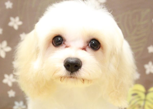 ミックス（ハーフ犬）