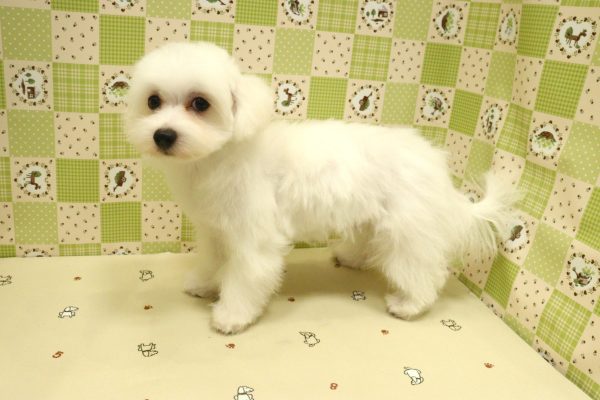 埼玉県のマルチーズ (ペットショッププチマリア 入間武蔵藤沢店/2026年4月26日生まれ/男の子/ホワイト)の子犬の4枚目の画像