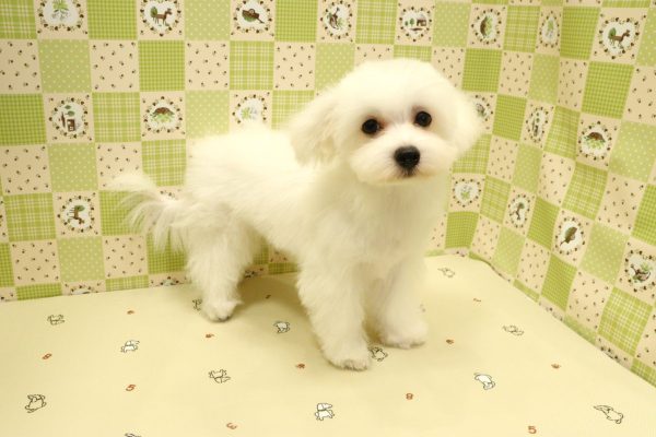 埼玉県のマルチーズ (ペットショッププチマリア 入間武蔵藤沢店/2026年4月26日生まれ/男の子/ホワイト)の子犬の3枚目の画像