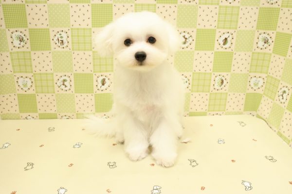 埼玉県のマルチーズ (ペットショッププチマリア 入間武蔵藤沢店/2026年4月26日生まれ/男の子/ホワイト)の子犬の2枚目の画像