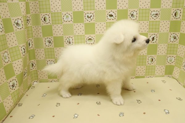 埼玉県のサモエド (ペットショッププチマリア 入間武蔵藤沢店/2026年7月1日生まれ/男の子/ホワイト)の子犬の3枚目の画像