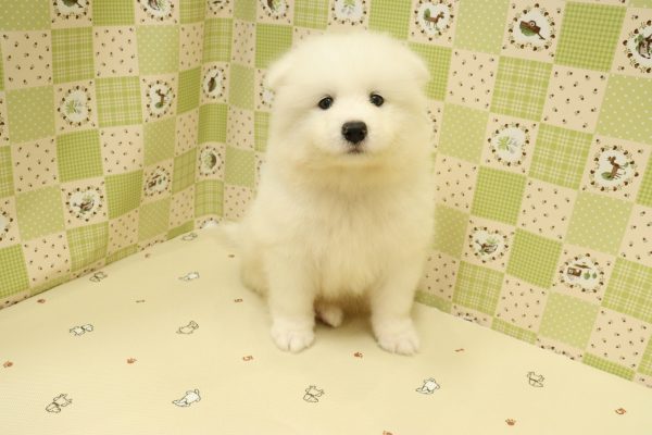埼玉県のサモエド (ペットショッププチマリア 入間武蔵藤沢店/2026年7月1日生まれ/男の子/ホワイト)の子犬の2枚目の画像