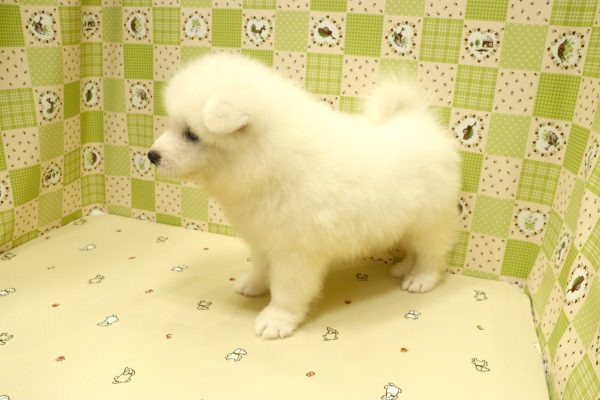 埼玉県のサモエド (ペットショッププチマリア 入間武蔵藤沢店/2026年7月1日生まれ/男の子/ホワイト)の子犬の4枚目の画像