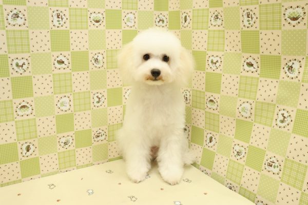 埼玉県のビションフリーゼ (ペットショッププチマリア 入間武蔵藤沢店/2026年4月23日生まれ/男の子/ホワイト)の子犬の2枚目の画像