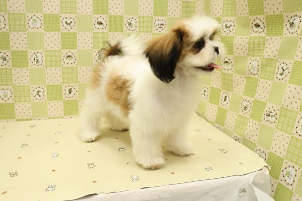 埼玉県のシーズー (ペットショッププチマリア 入間武蔵藤沢店/2026年5月1日生まれ/女の子/ゴールドホワイト)の子犬の3枚目の画像