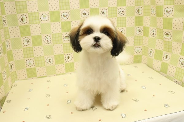 埼玉県のシーズー (ペットショッププチマリア 入間武蔵藤沢店/2026年5月1日生まれ/女の子/ゴールドホワイト)の子犬の2枚目の画像