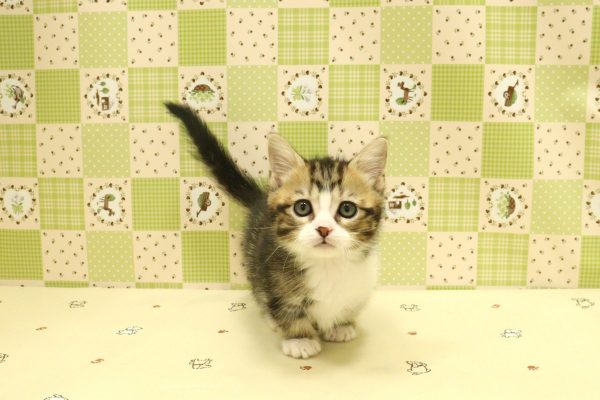 埼玉県のミヌエット (ペットショッププチマリア 入間武蔵藤沢店/2026年7月8日生まれ/男の子/ブラックタビーホワイト)の子猫の2枚目の画像