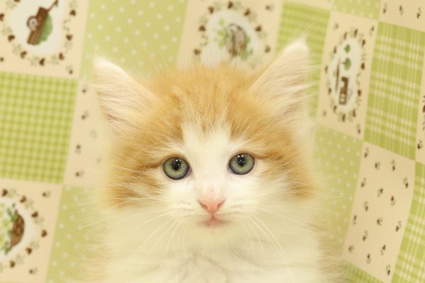 埼玉県のノルウェージャンフォレストキャット (ペットショッププチマリア 入間武蔵藤沢店/2026年7月15日生まれ/女の子/レッドタビーホワイト)の子猫