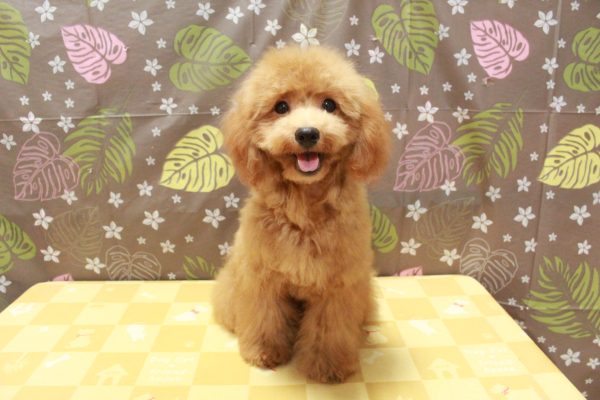 東京都のトイプードル(トイ) (ペットショッププチマリア 町田多摩境店/2026年4月18日生まれ/男の子/レッドフォーン)の子犬の2枚目の画像